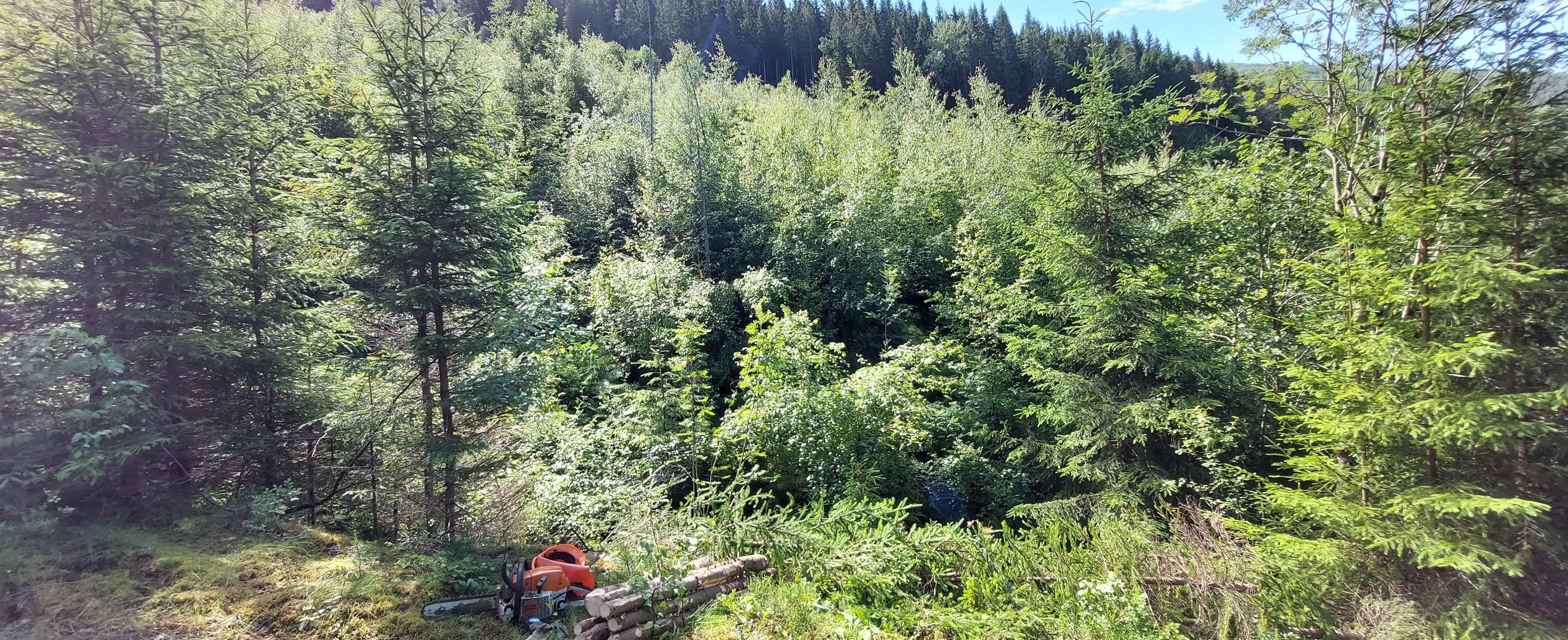 FØR tiltak:
Vel framtidstrea uti frå ønskt produksjonsmål og vekstpotensial av treslaga.